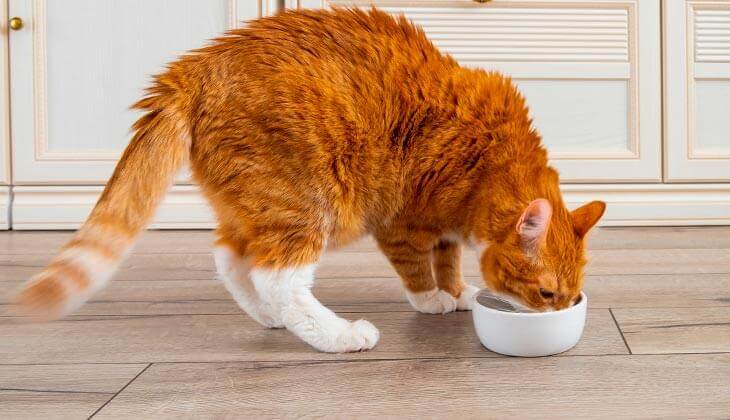 Wie kann ich Haarballen verhindern?