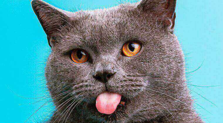 Même les chats plus âgés,