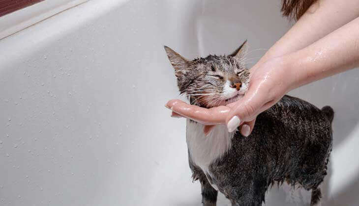 Les chats ont-ils besoin de prendre un bain?