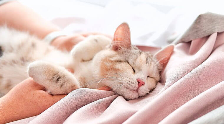 Signes d'un chat heureux