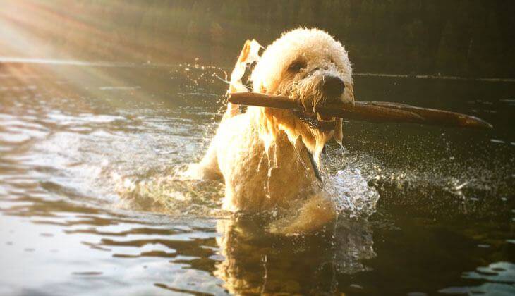 Chien jouant dans un lac