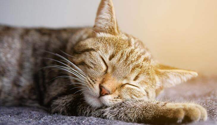 Un chat tigré fait une sieste paisible, allongé avec les yeux fermés, baigné dans la lumière chaude du soleil.