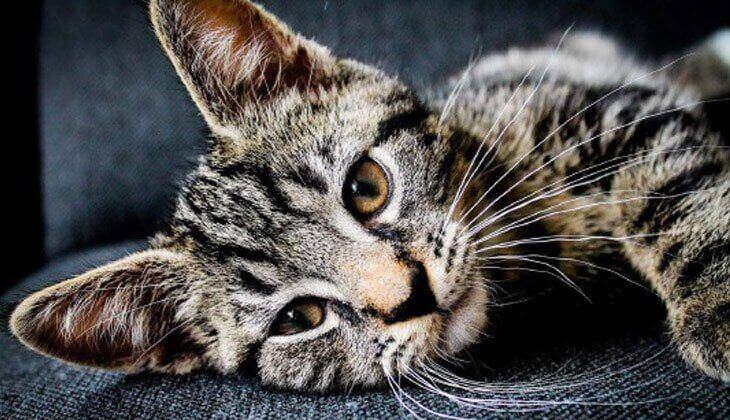 Un chat tigré est allongé sur une surface sombre et regarde tranquillement devant lui avec ses yeux clairs.
