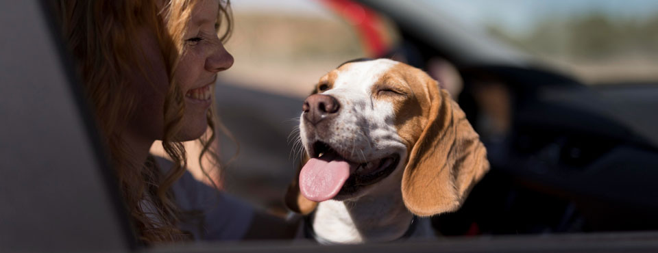 Glückliches Hundeauto.