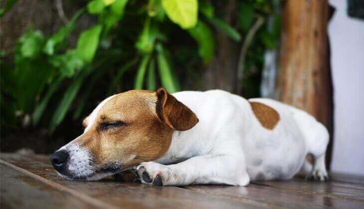 Un Jack Russell Terrier repose paisiblement sur un sol en bois, entouré de plantes vertes luxuriantes.
