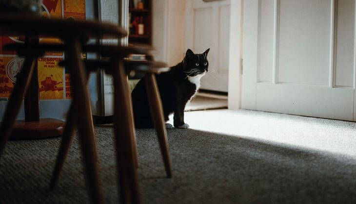 Un chat noir et blanc est assis tranquillement dans une pièce baignée de soleil et regarde vers la porte ouverte.