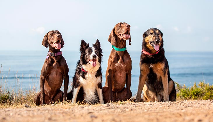 Leptospirose chez les chiens