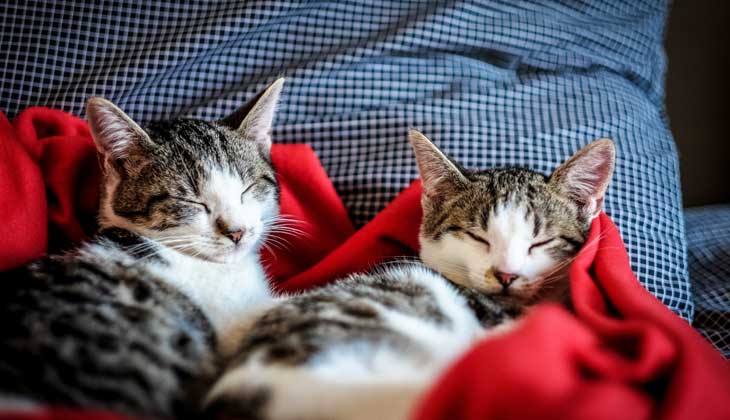 Des chatons qui se blottissent.