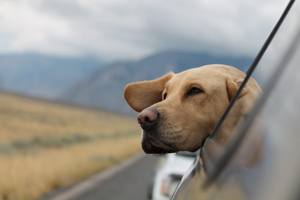 grand chien regardant par la fenêtre de la voiture