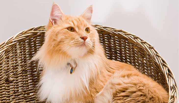 Temps des injections d'insuline