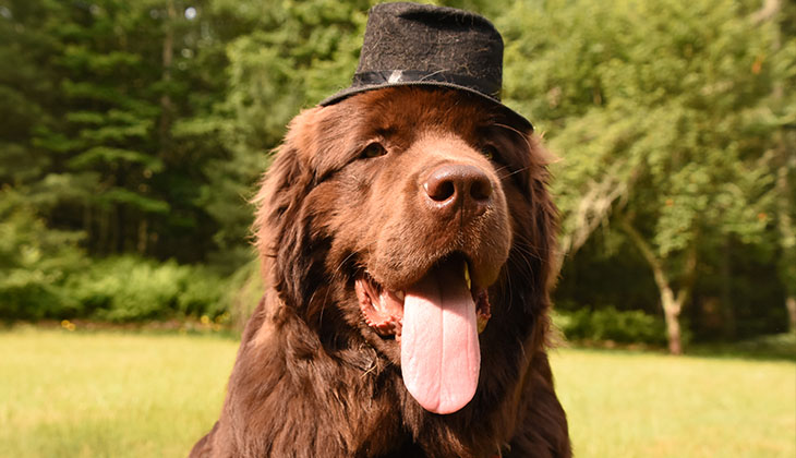 Ideen für Kosenamen